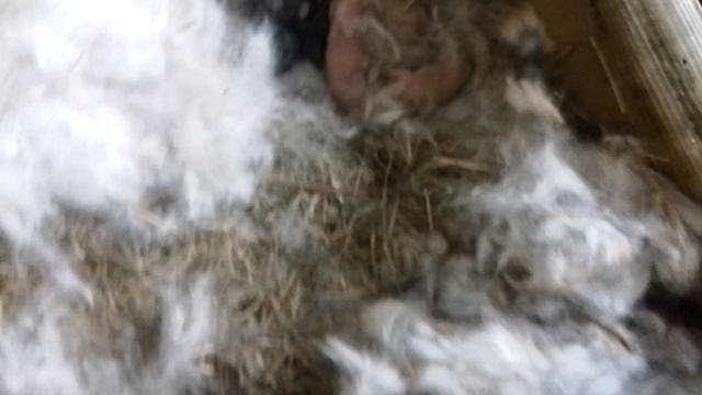 Кролики новорожденные