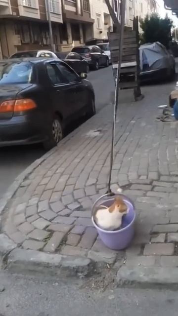 Очень удобный способ подъёма 👍🐈🤩
