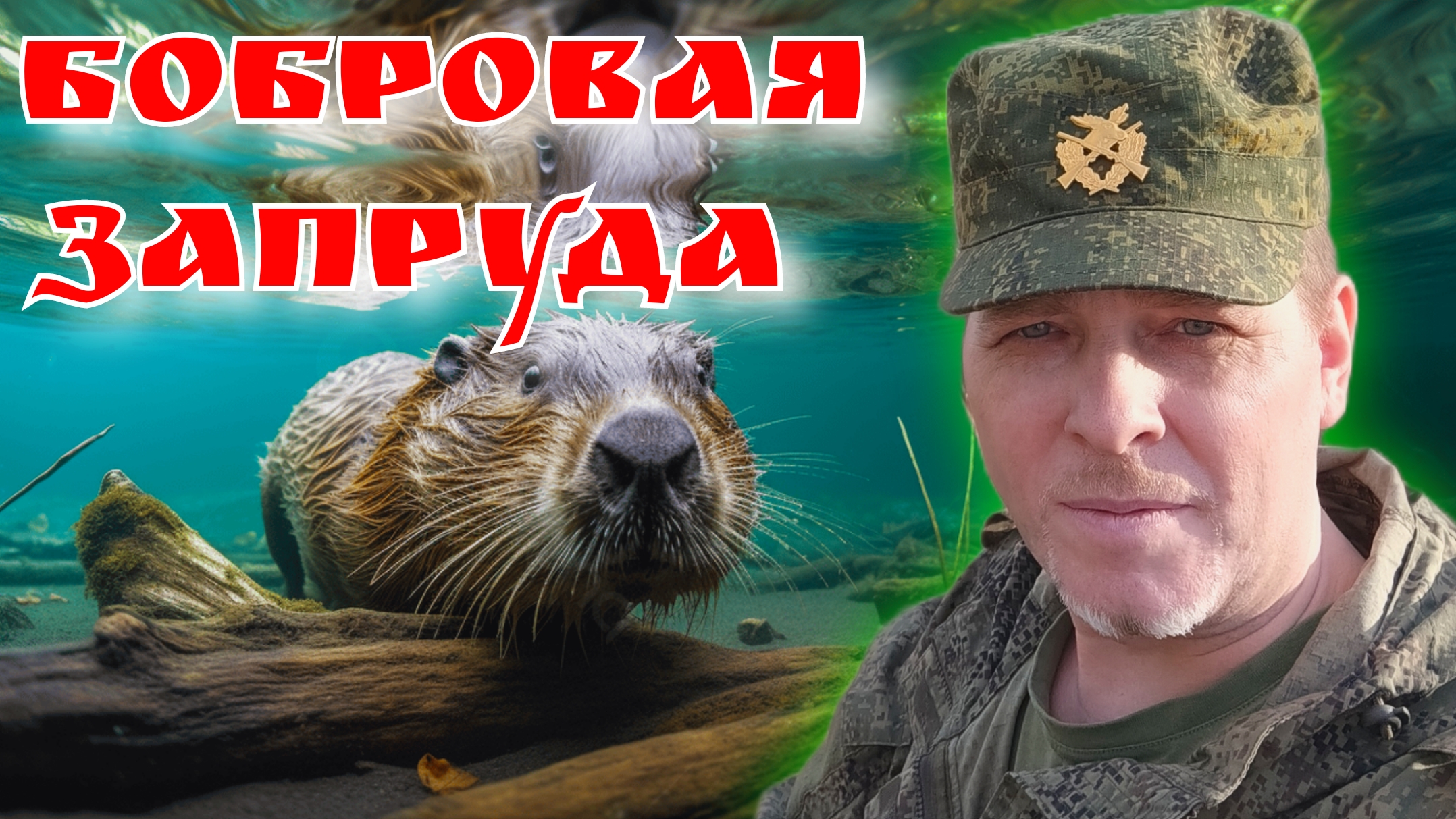 Бобровая запруда, откуда бобры знают,как строить плотину? #бобр #ru_kompass #animals