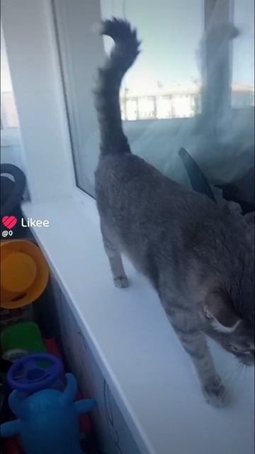 Like_2025-05-02-18-50-32.mp4