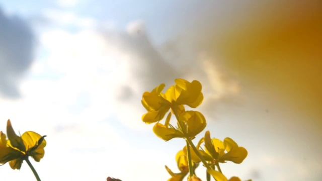 Лядвенец полевой ☀️
