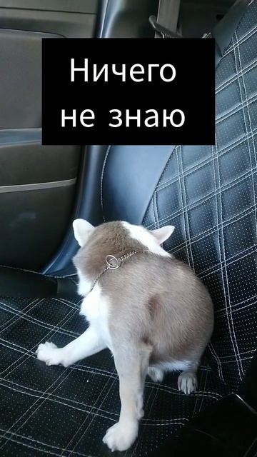 Лежачих не бьют Рич Чихуахуа