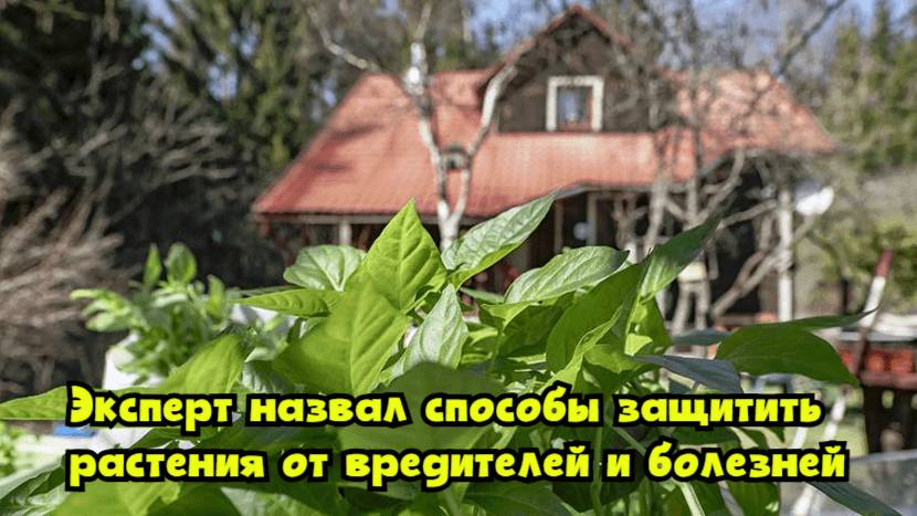 Эксперт назвал способы защитить растения от вредителей и болезней