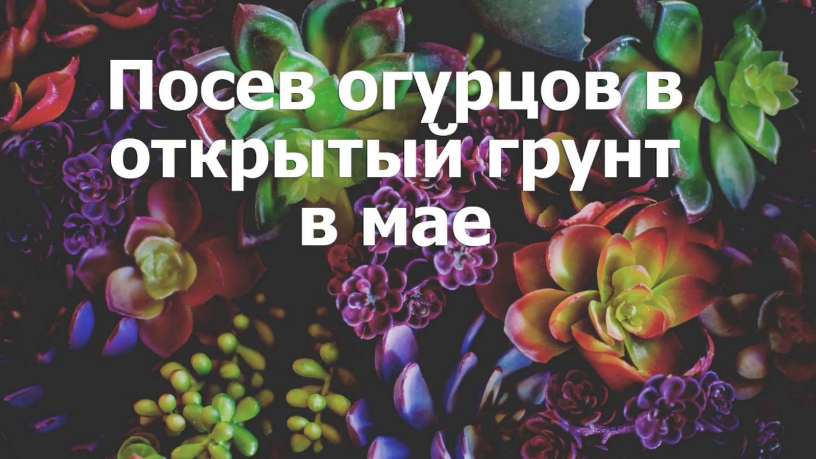 Посев огурцов в открытый грунт в мае