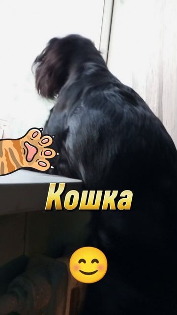 Собака любит кошек 😊