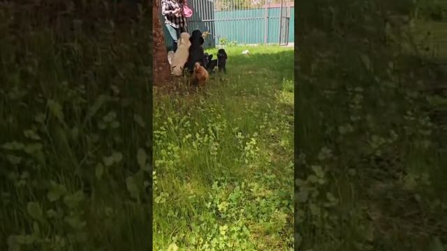 Красный той пудель Джентли Борн Улланика