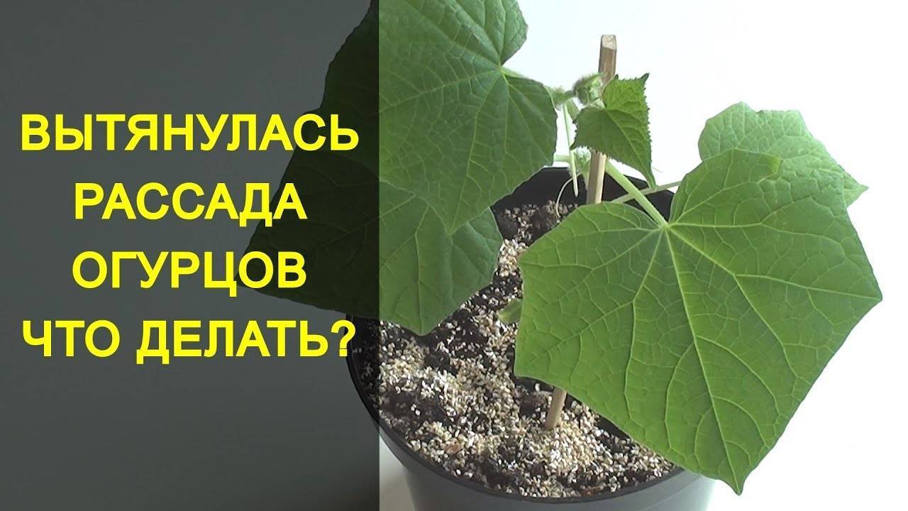 РАССАДА ОГУРЦОВ ВЫТЯНУЛАСЬ, ЧТО ДЕЛАТЬ_ ДВА СПОСОБА КАК СПАСТИ РАССАДУ