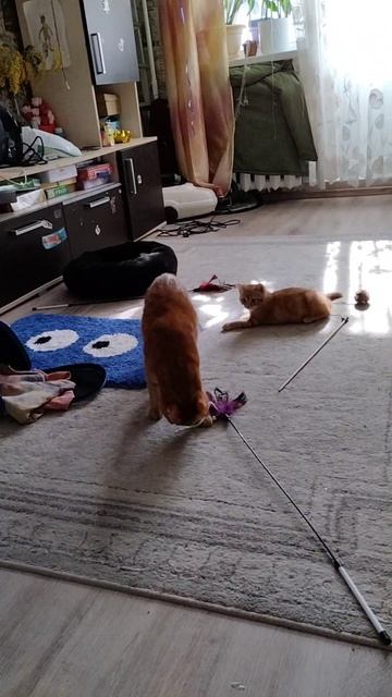 Котики