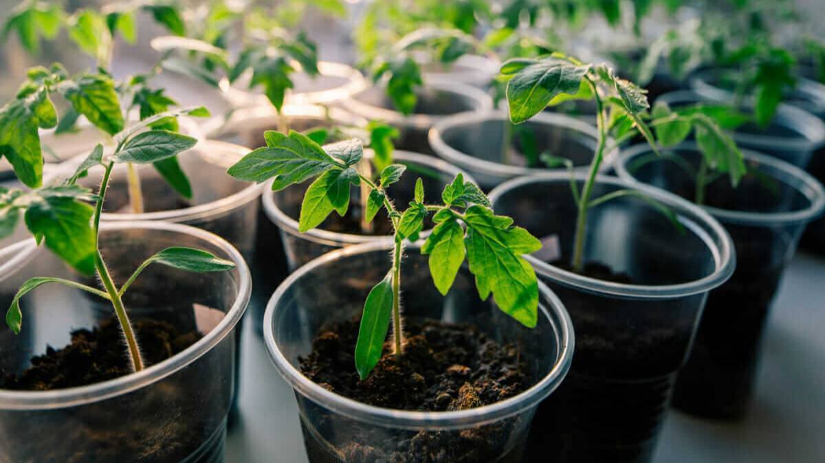 🌱 РАССАДА РАСТЁТ КАК НА ДРОЖЖАХ! Простая подкормка для томатов, огурцов и перца