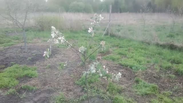 Восполняем садовые потери