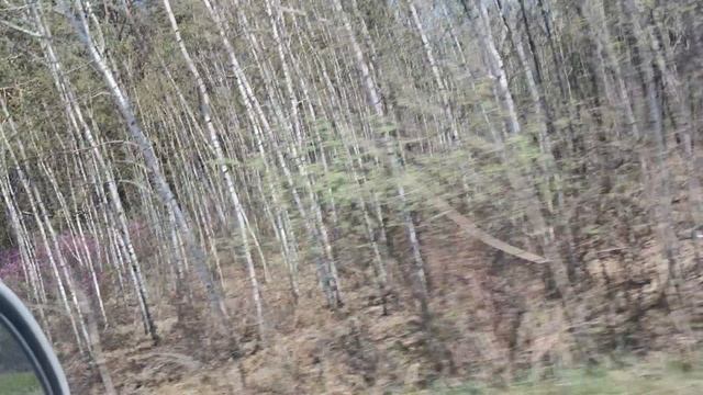 весна Красота  Амурки