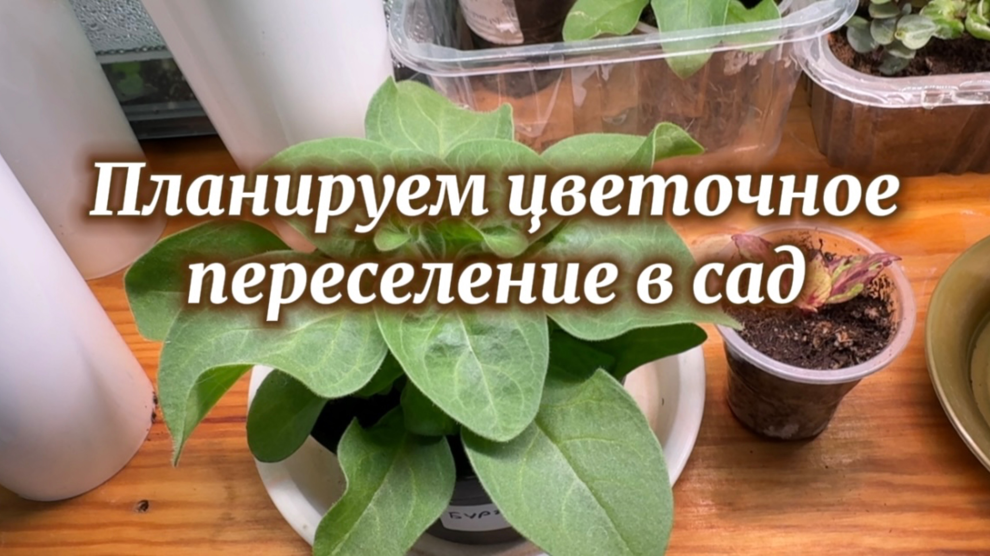 Планируем цветочное переселение в сад