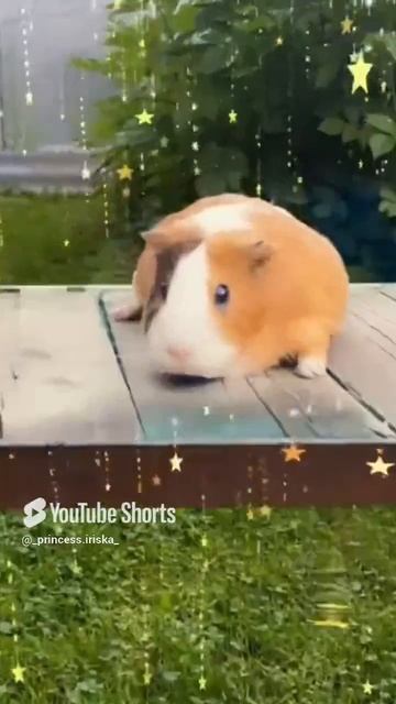 #морская свинка #фрося.mp4