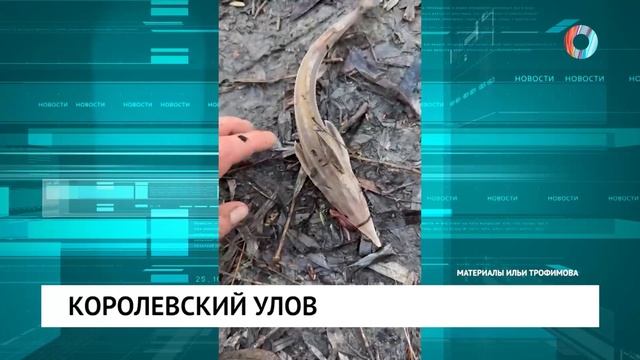 Королевский улов