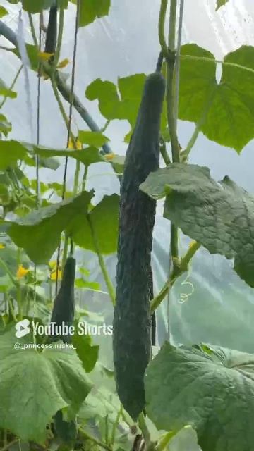 Парник с огурцами 🥒.тот год