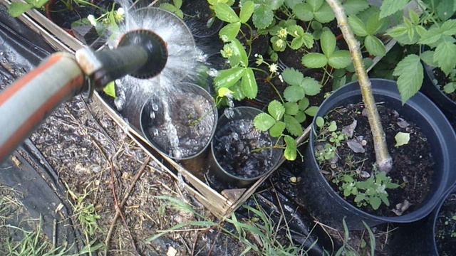 Полив рассады земляники