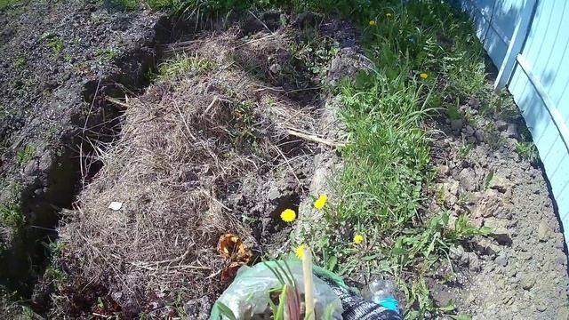 Пойду садить чеснок.