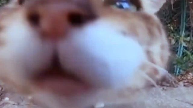 Кот носок - (edit, phonk music)