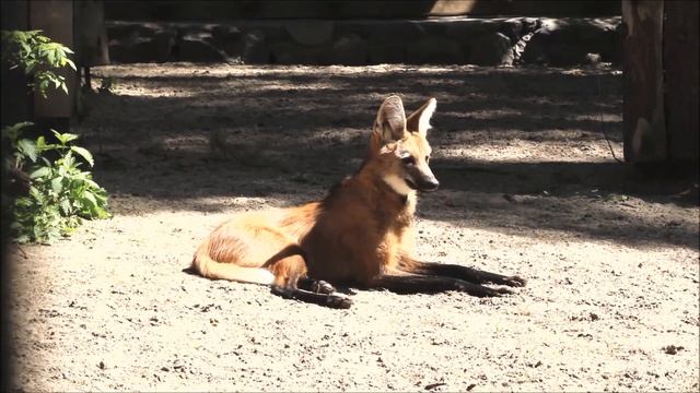 Гривистые волки 12.05.2025