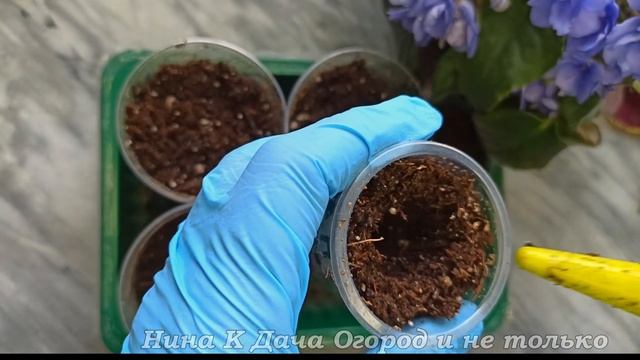 Семена больше не покупаю! Колеус черенкую осенью