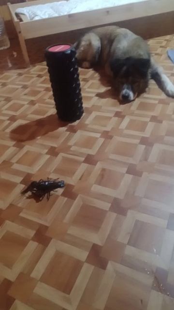 VID-20250515-WA0001.mp4