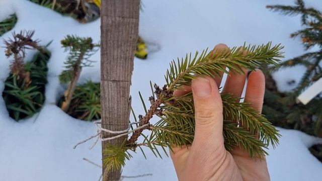 Почему мало почек на ели?