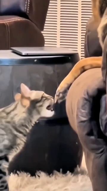 Котейка провоцирует собакена 🦮😉🥰🐈