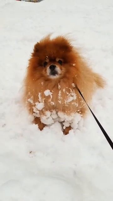 шпиц зимой