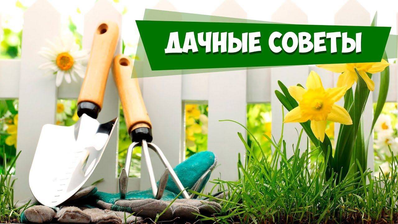 Дачные советы от ДеДа-Хабара