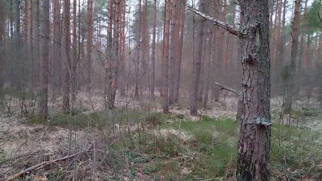 20.03.2024 год. Старорусский район. снег сошел совсем!