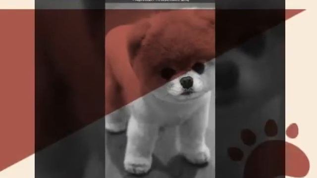 Сабака моей мечты (карликовий пумеранский шпиц)