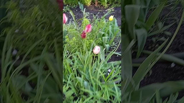 А тюльпаны все цветут