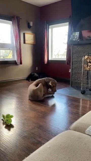 Любимая лежанка,от которой сложно отказаться 🐕🤗😉