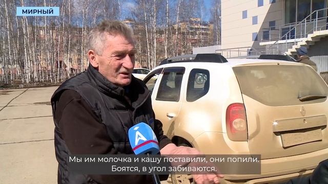 Минэкологии определит судьбу трёх одиноких медвежат из Мирного