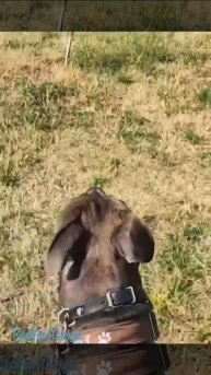 Выгул собак запрещен! Что? Не видишь?! ( видео про собак )