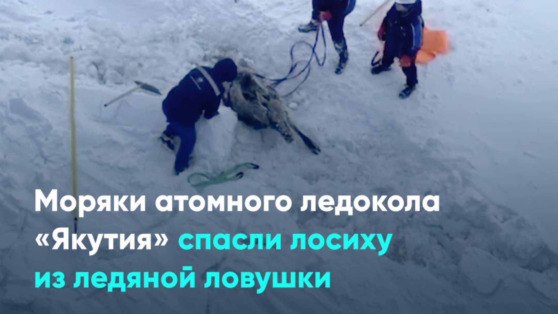 Моряки атомного ледокола «Якутия» спасли лосиху из ледяной ловушки