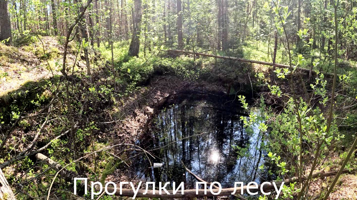 Прогулки по лесу. Ставлю фото ловушку номер 3. Пришлось поработать.