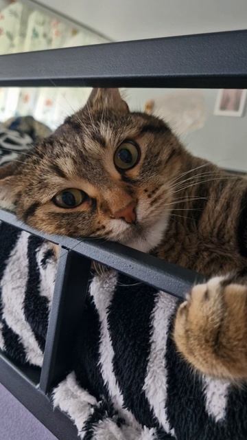 Кот Лёлик