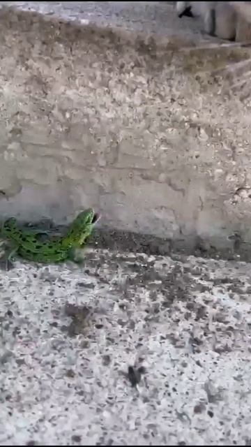 Кто ты воин?