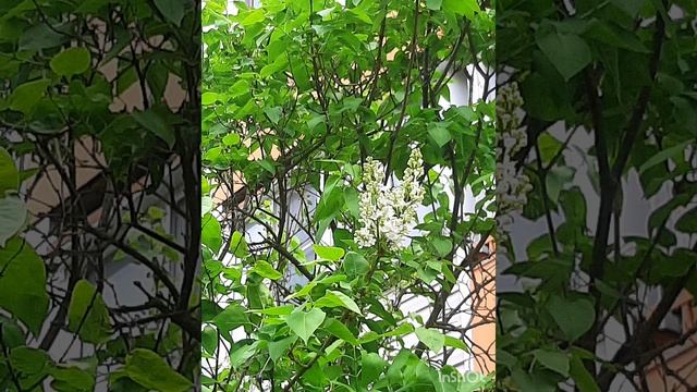 Весна , май и мелодия вивальди.mp4