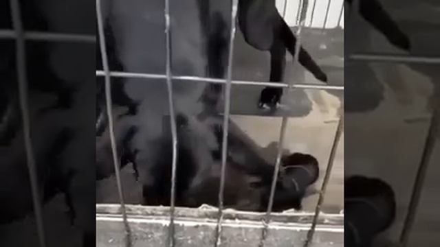 Котята нашли маму 🐈❤️🥰