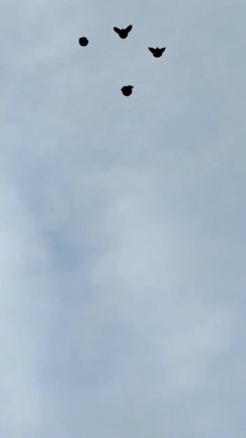 lv_0_20240630094424.mp4