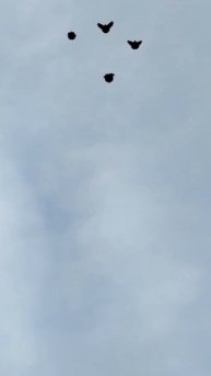 lv_0_20240630094424.mp4