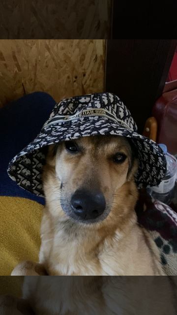 Модная собака