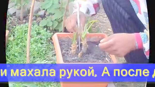 Copy of Svetlana Sergeeva цвети Фильм