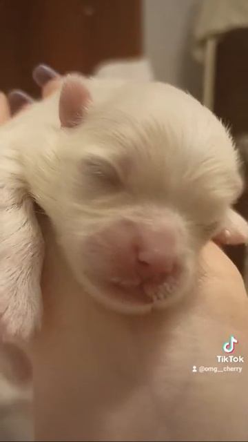 новорожденный щенок шпица          inst:gwl.omg