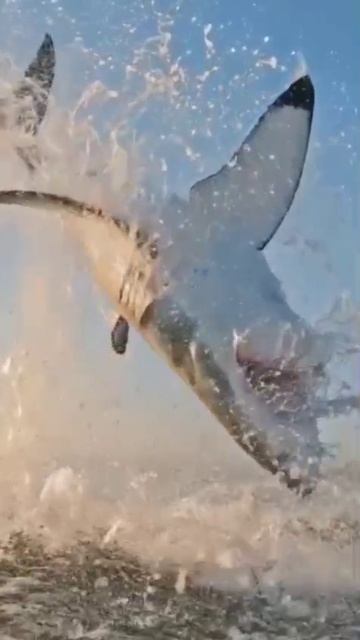 У акул есть веки, однако они никогда не моргают