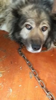 СНЮЛСОЕД ПРОКЛЯТЫЙ