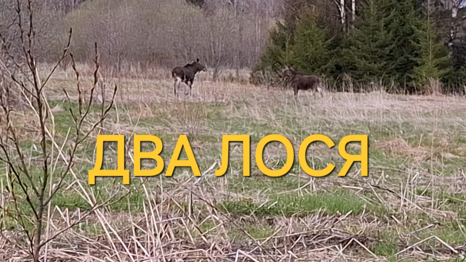 ДВА ЛОСЯ
