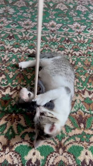 Котенок Мила